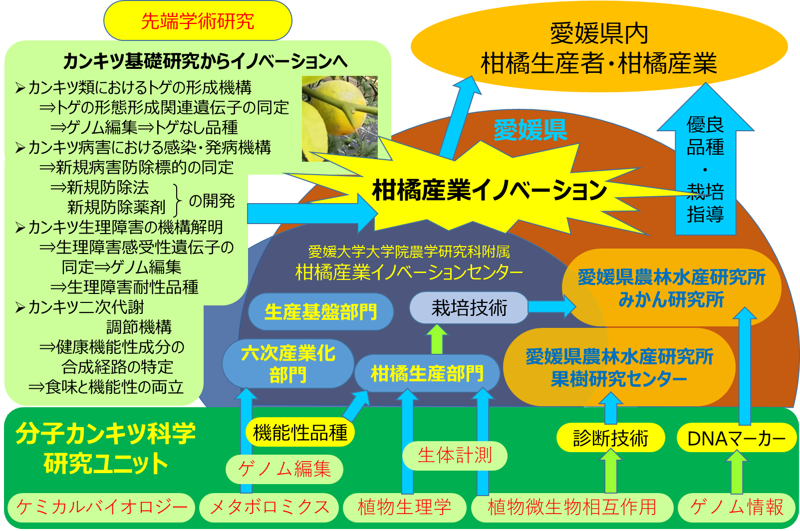 柑橘産業イノベーションセンターや愛媛県農林水産研究所の活動