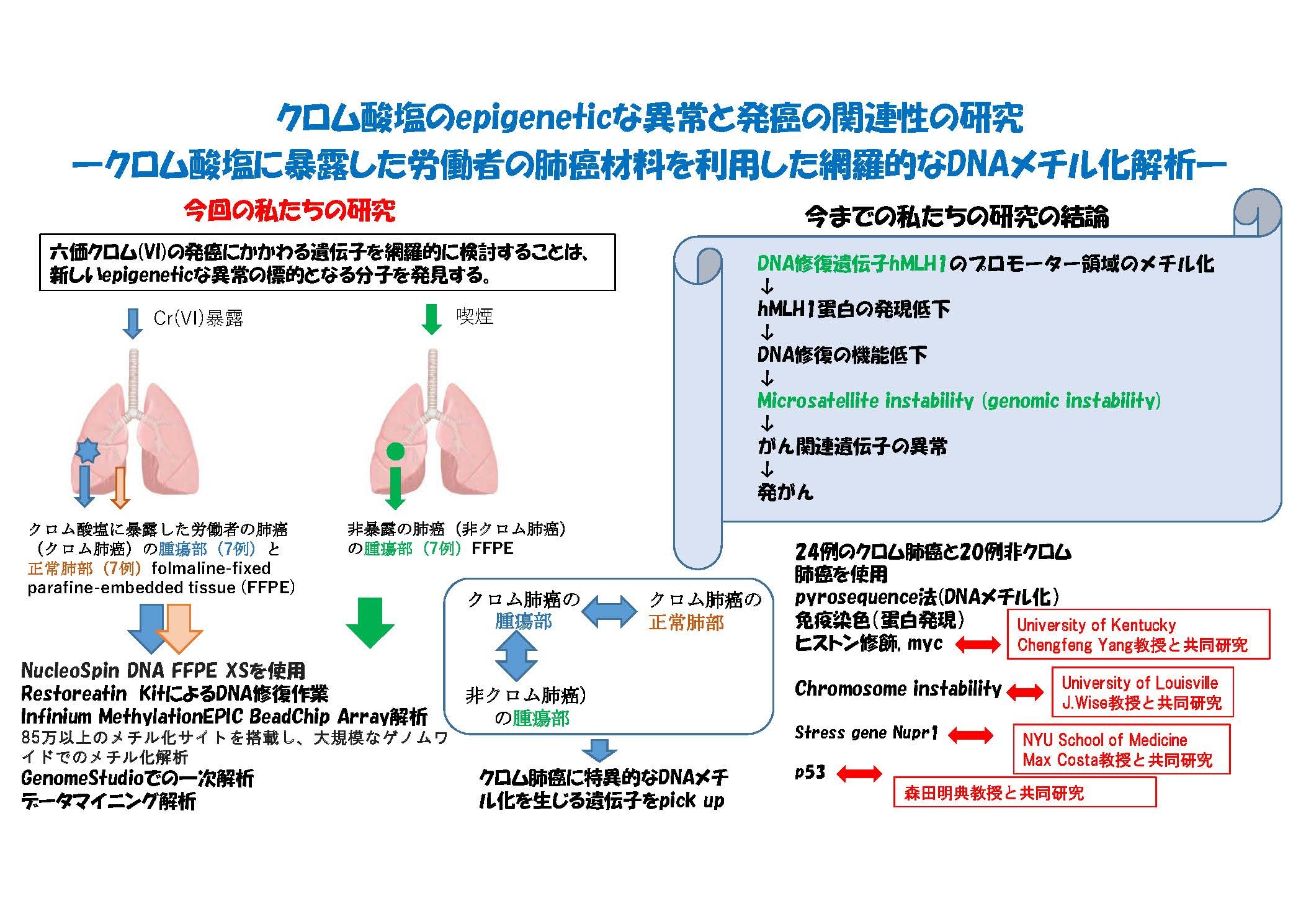 クロム酸塩のepigeneticな異常と発癌の関連性の研究 ―クロム酸塩に暴露した労働者の肺癌材料を利用した網羅的なDNAメチル化解析―